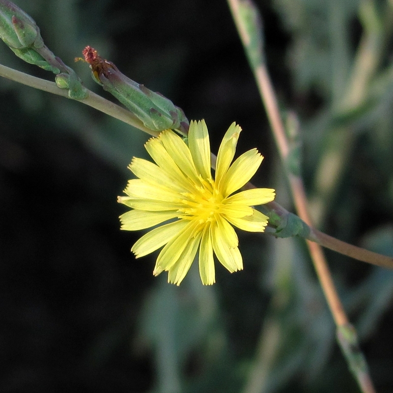 Image of Lactuca serriola specimen.