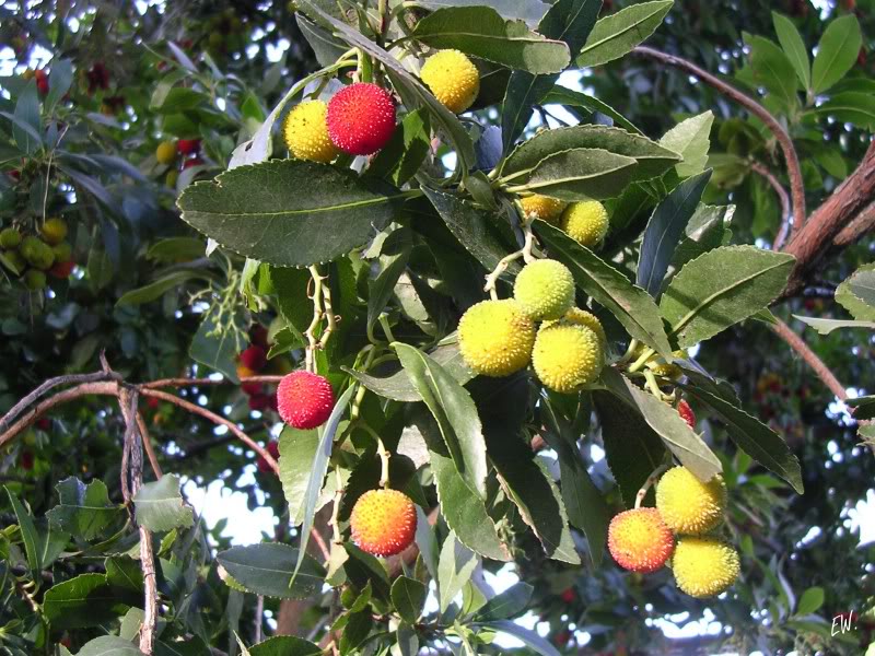 Image of Arbutus unedo specimen.