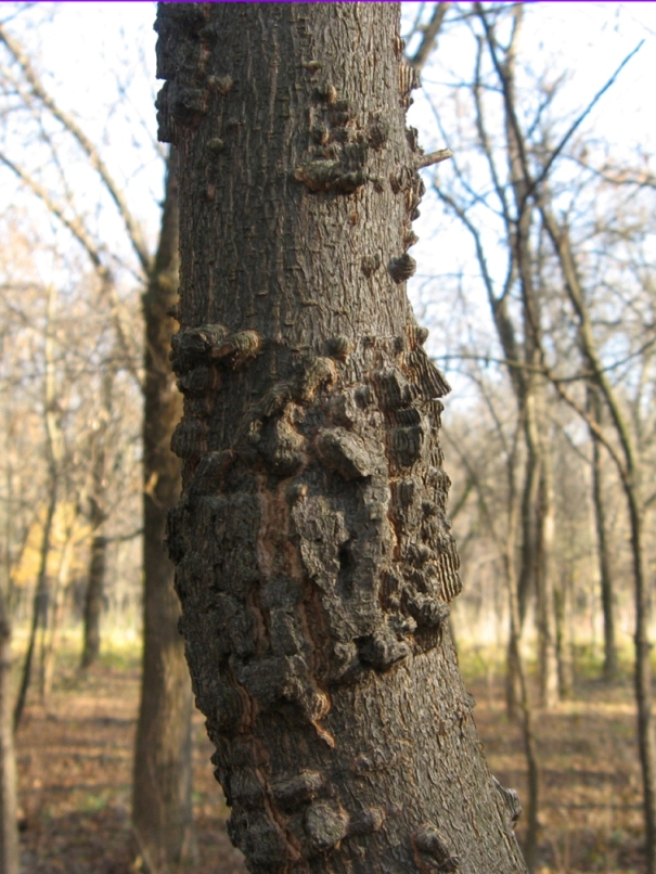 Изображение особи Celtis australis.