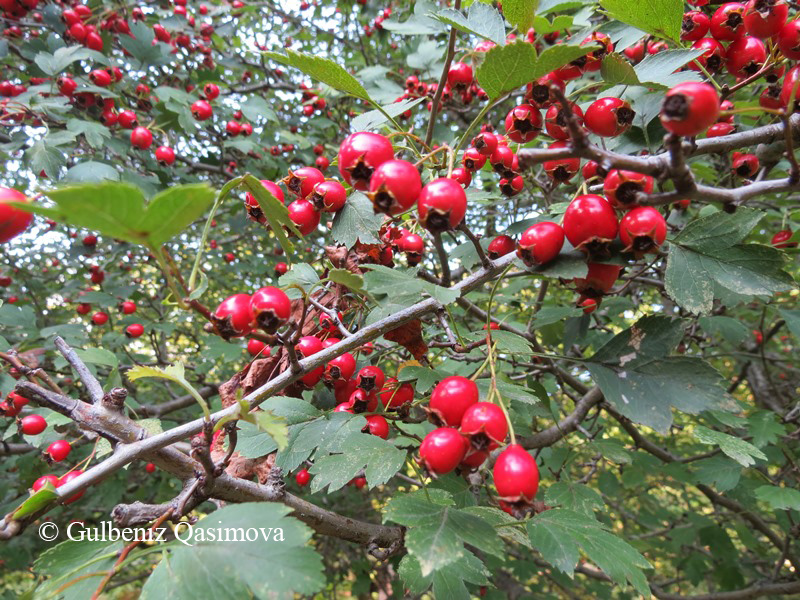 Изображение особи Crataegus rhipidophylla.