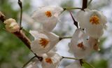 Halesia carolina. Цветки и бутон. Германия, г. Krefeld, Ботанический сад. 11.05.2013.