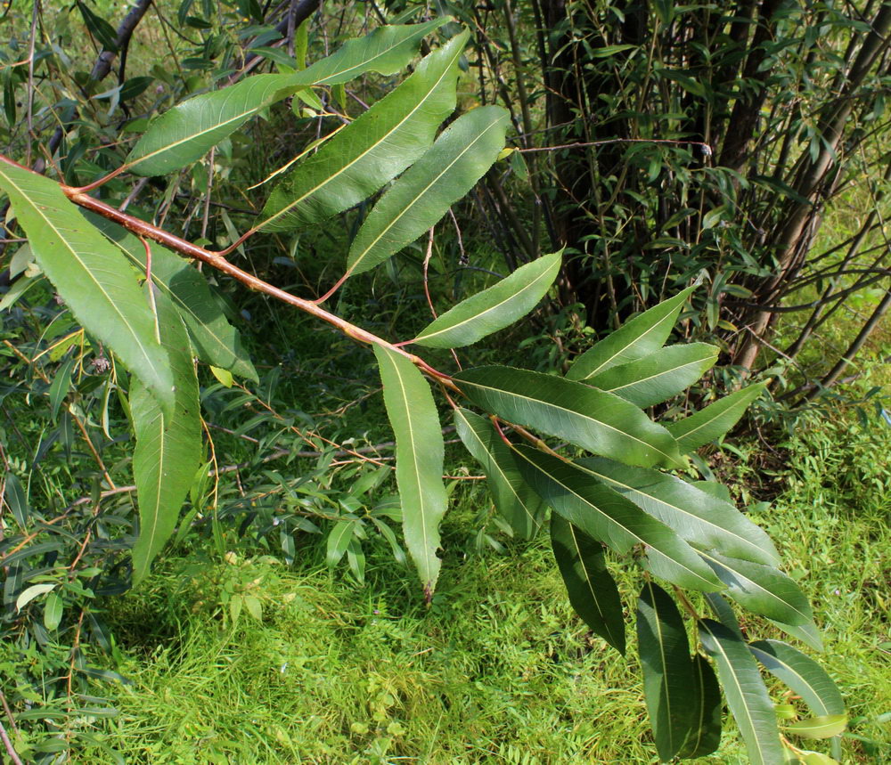 Image of Salix nipponica specimen.