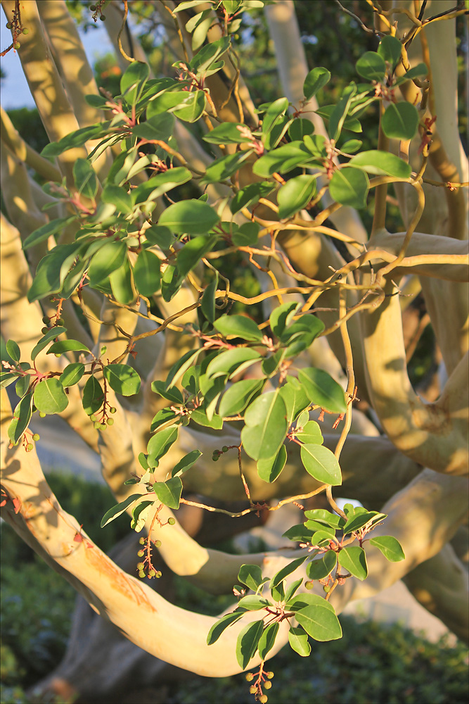 Image of Arbutus andrachne specimen.