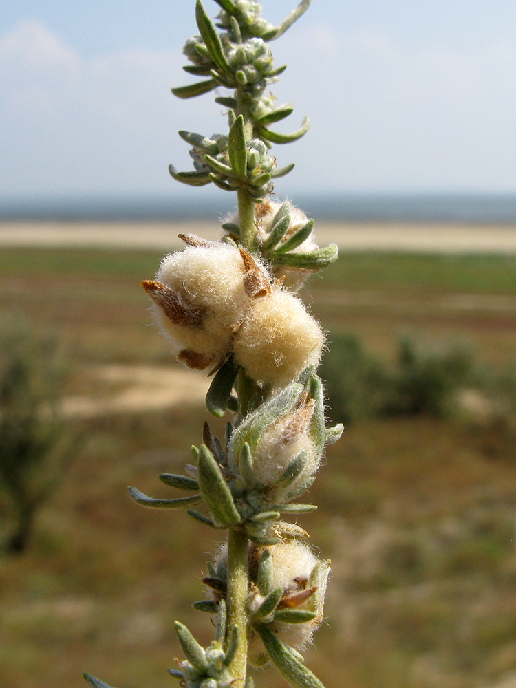 Image of Bassia prostrata specimen.