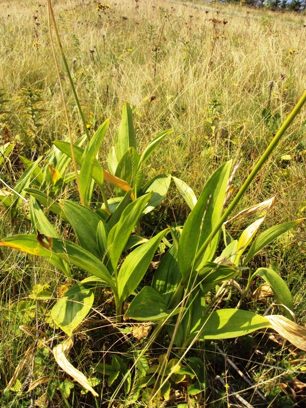 Image of Allium victorialis specimen.