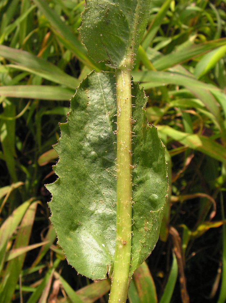 Image of Trommsdorffia ciliata specimen.