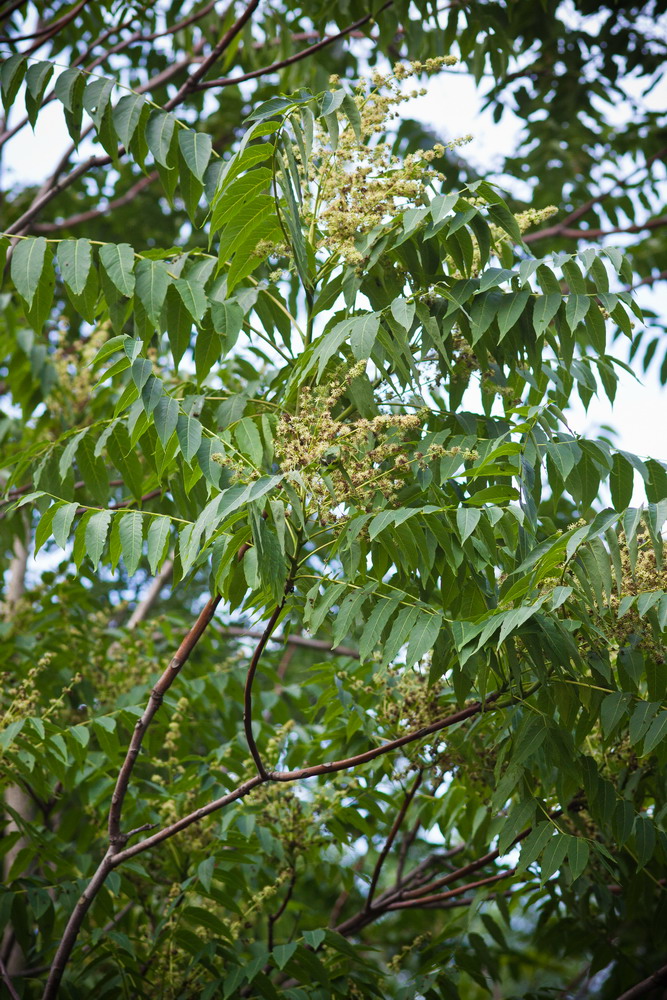 Изображение особи Ailanthus altissima.