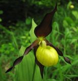 Cypripedium calceolus