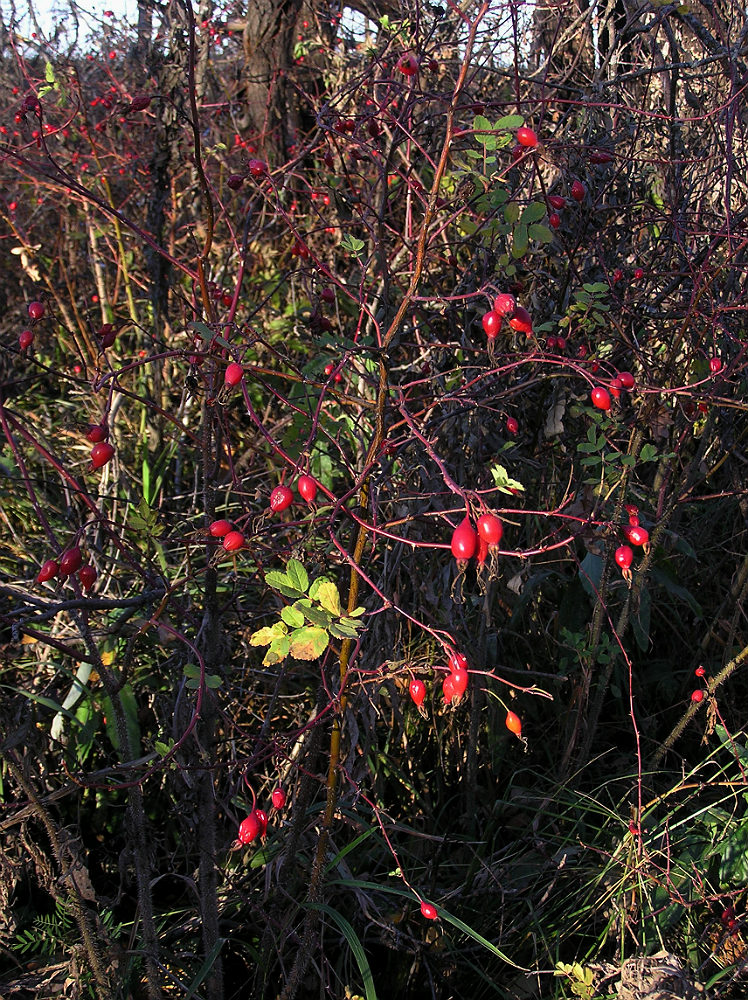 Image of Rosa glabrifolia specimen.