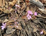 Hepatica asiatica