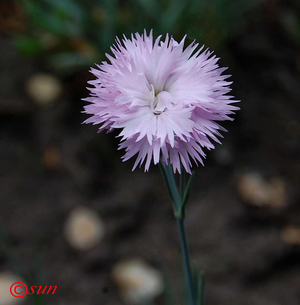 Изображение особи род Dianthus.