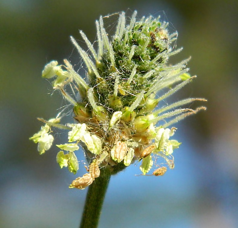 Изображение особи Plantago lanceolata.