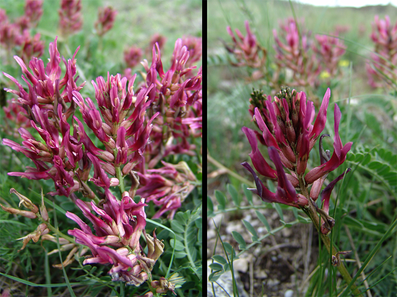 Image of Astragalus brachycarpus specimen.