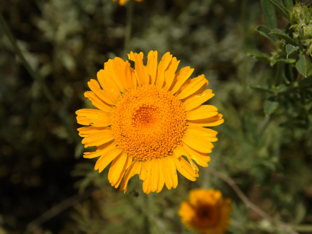 Image of Anthemis tinctoria specimen.