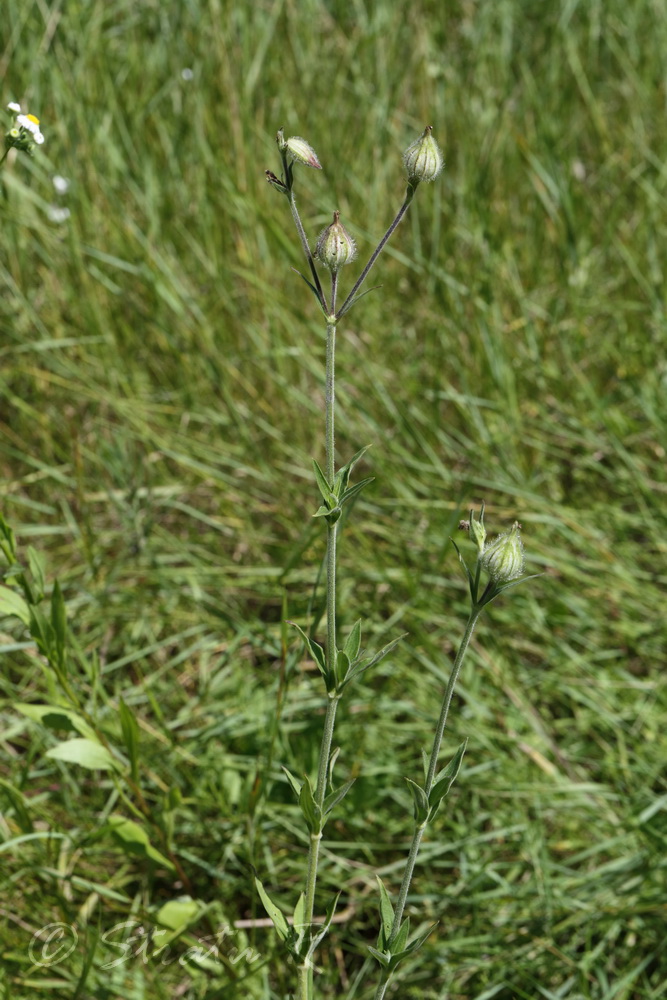 Image of Melandrium album specimen.