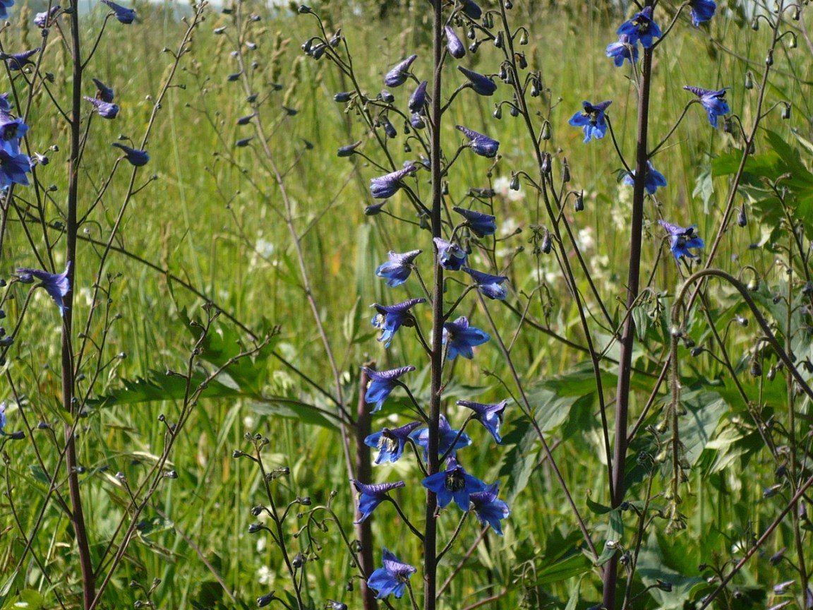 Изображение особи Delphinium elatum.