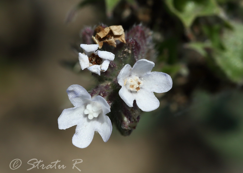 Изображение особи Anchusa procera.