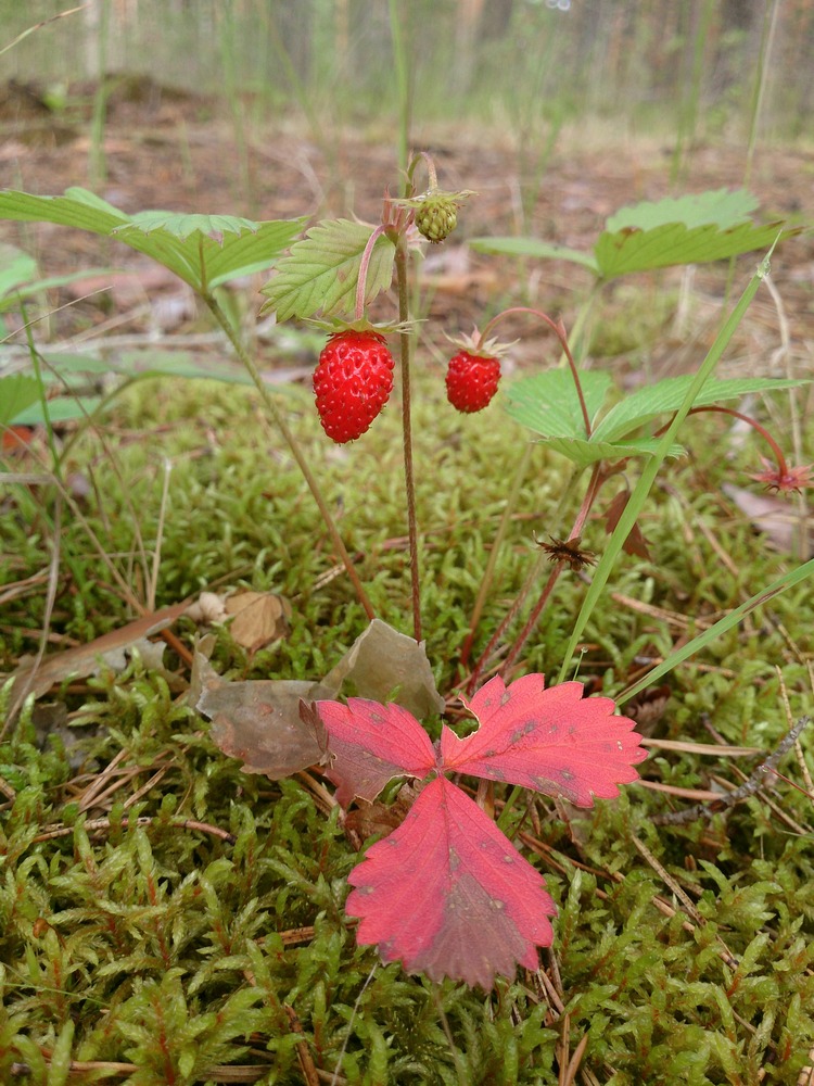 Image of Fragaria vesca specimen.