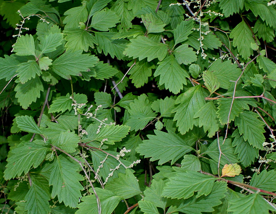 Image of Xanthorhiza simplicissima specimen.