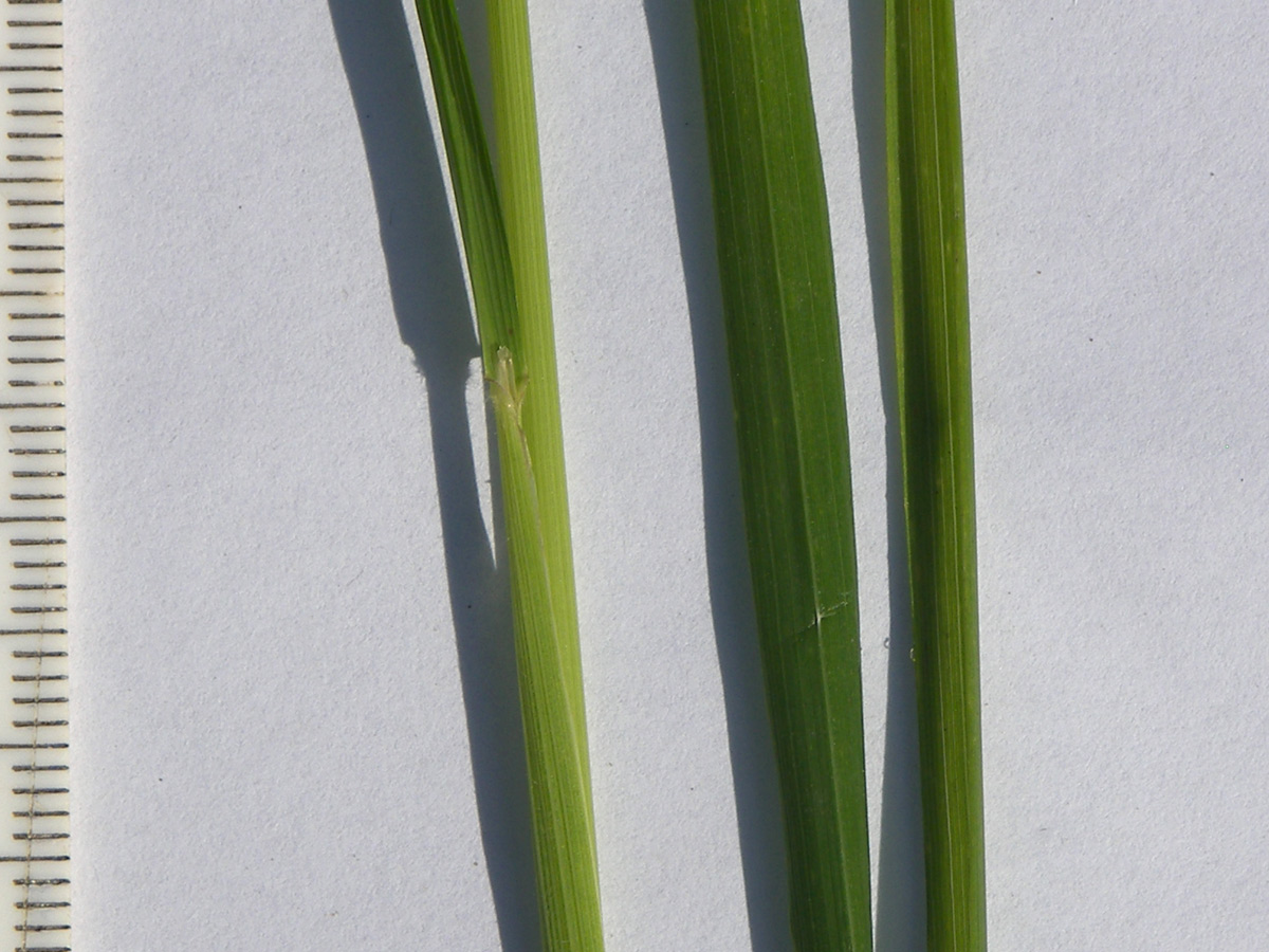 Image of Agrostis balansae specimen.