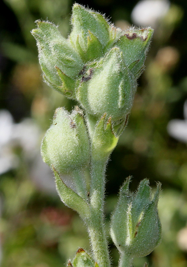 Image of Malva olbia specimen.