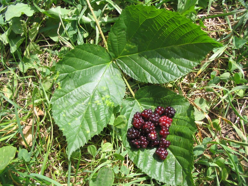 Image of Rubus nessensis specimen.