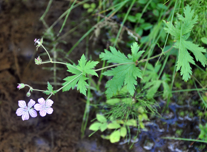 Image of Geranium sylvaticum specimen.