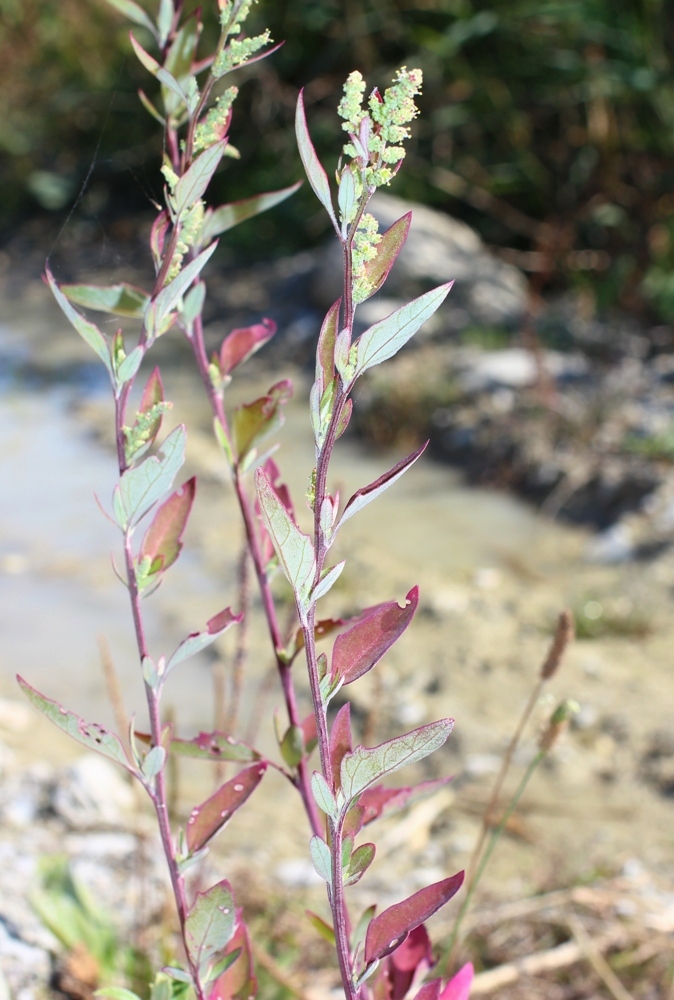 Image of Chenopodium striatiforme specimen.