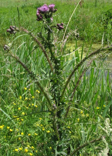 Изображение особи Cirsium palustre.