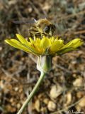 Tragopogon elatior