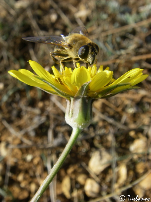 Image of Tragopogon elatior specimen.