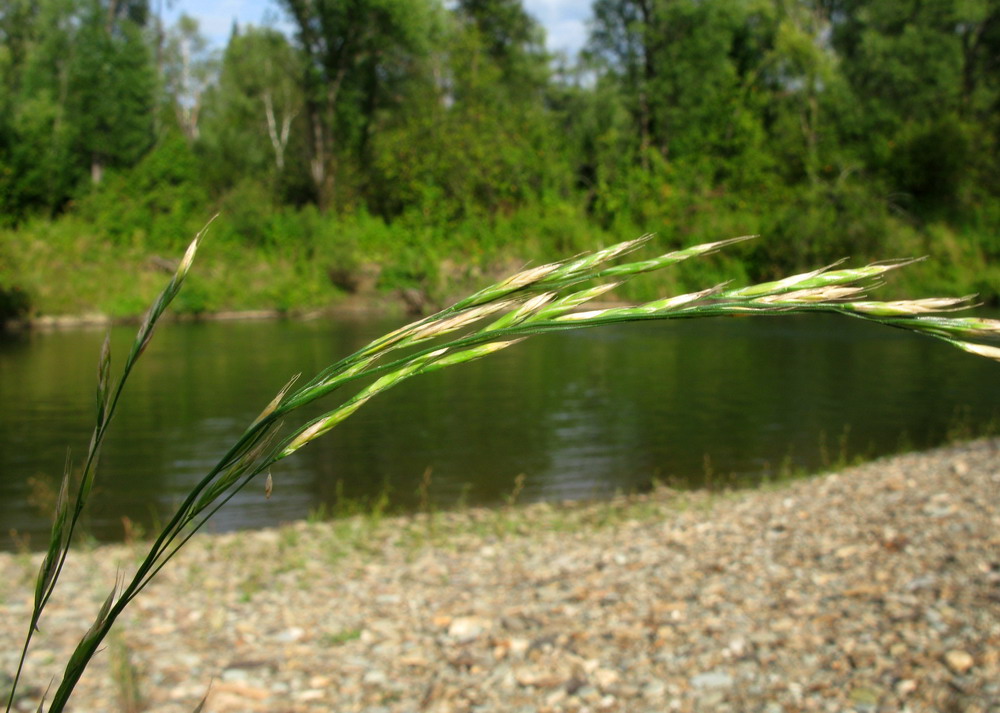 Изображение особи Festuca gudoschnikovii.