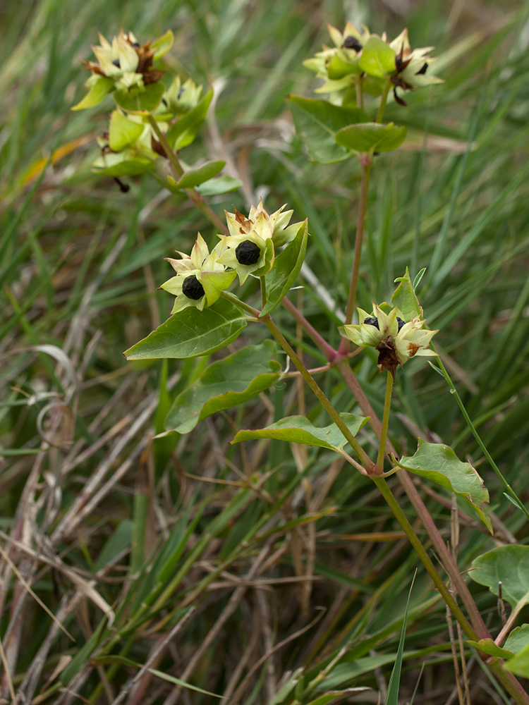 Image of Mirabilis jalapa specimen.