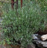 Lavandula angustifolia