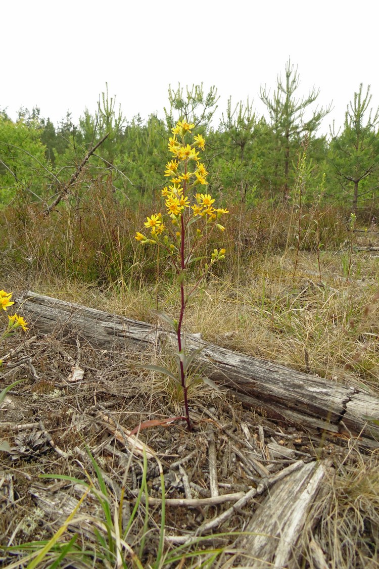 Image of Solidago virgaurea specimen.