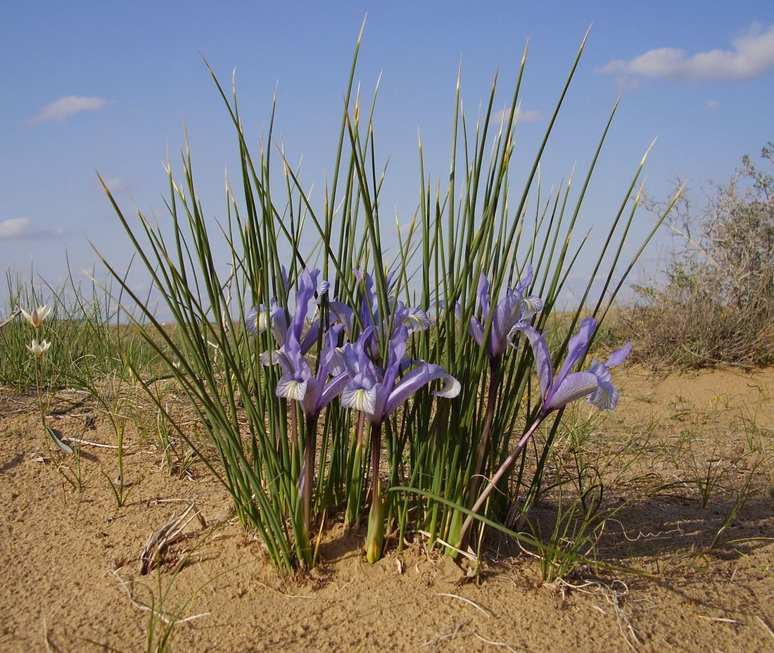 Изображение особи Iris tenuifolia.