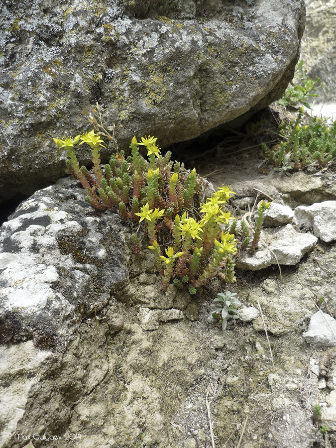 Image of Sedum acre specimen.