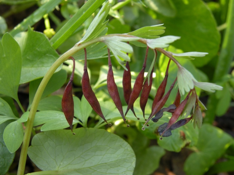 Изображение особи Corydalis solida.