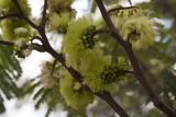 Leucaena leucocephala. Часть ветви с соцветиями. Греция, Эгейское море, о. Парос, окр. г. Дриос, приусадебный участок. 12.01.2016.