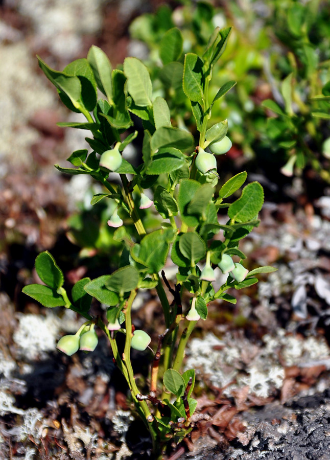 Image of Vaccinium myrtillus specimen.