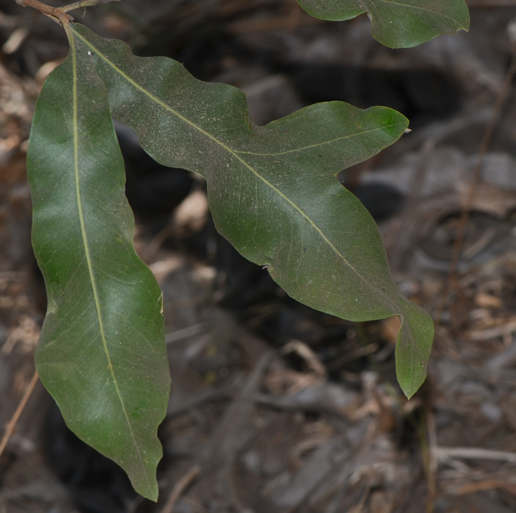 Image of Grevillea hilliana specimen.