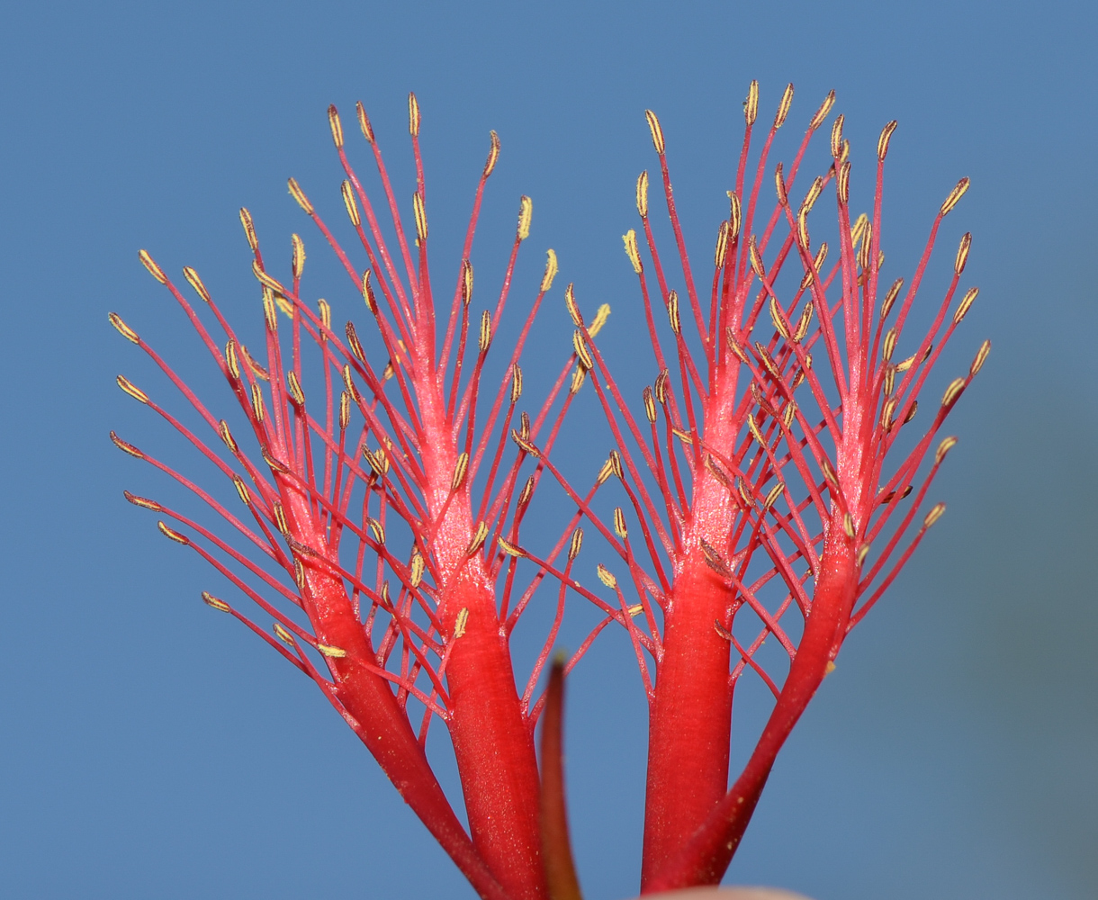 Image of Calothamnus villosus specimen.