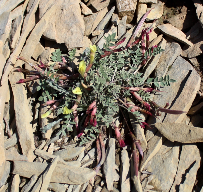 Image of Astragalus jolderensis specimen.