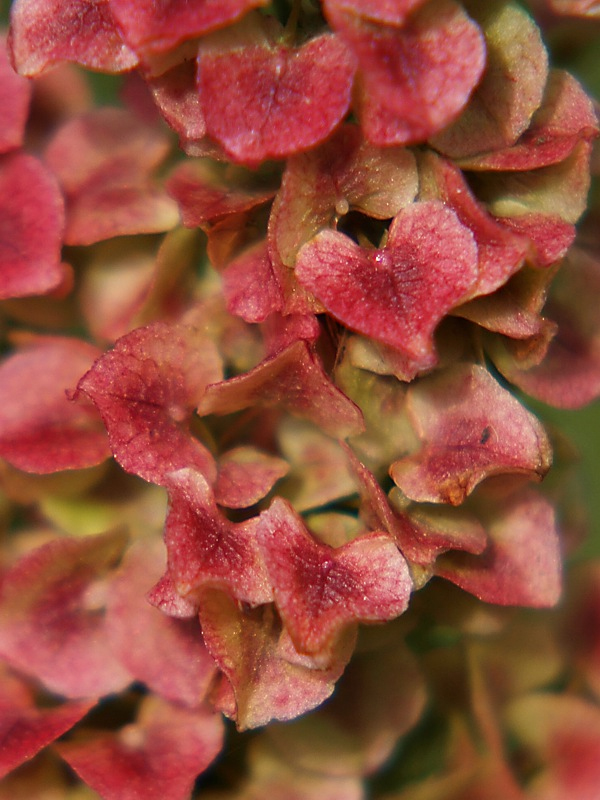 Image of Rumex pseudonatronatus specimen.