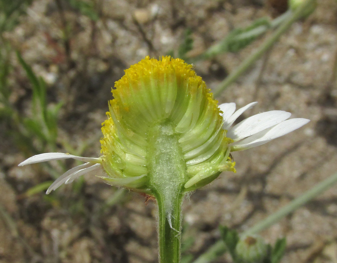 Изображение особи Anthemis dubia.