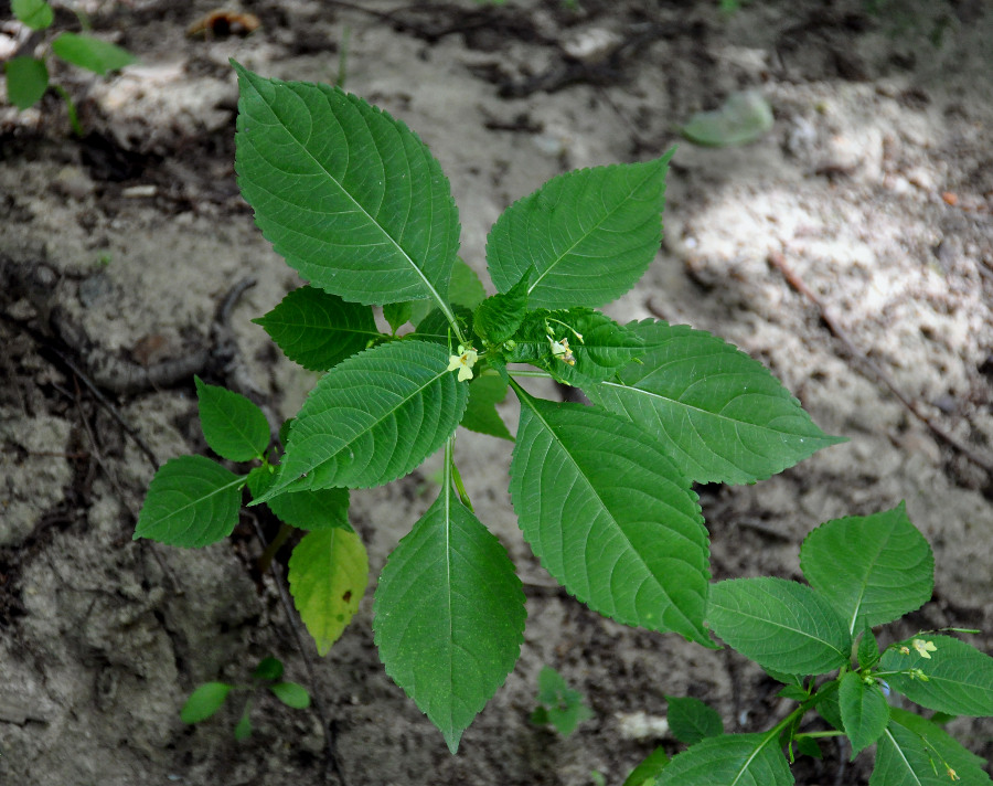 Image of Impatiens parviflora specimen.