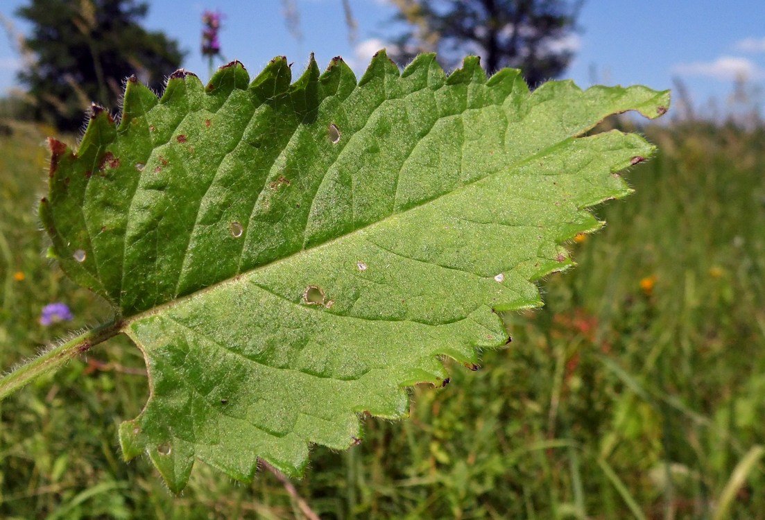 Image of Betonica officinalis specimen.