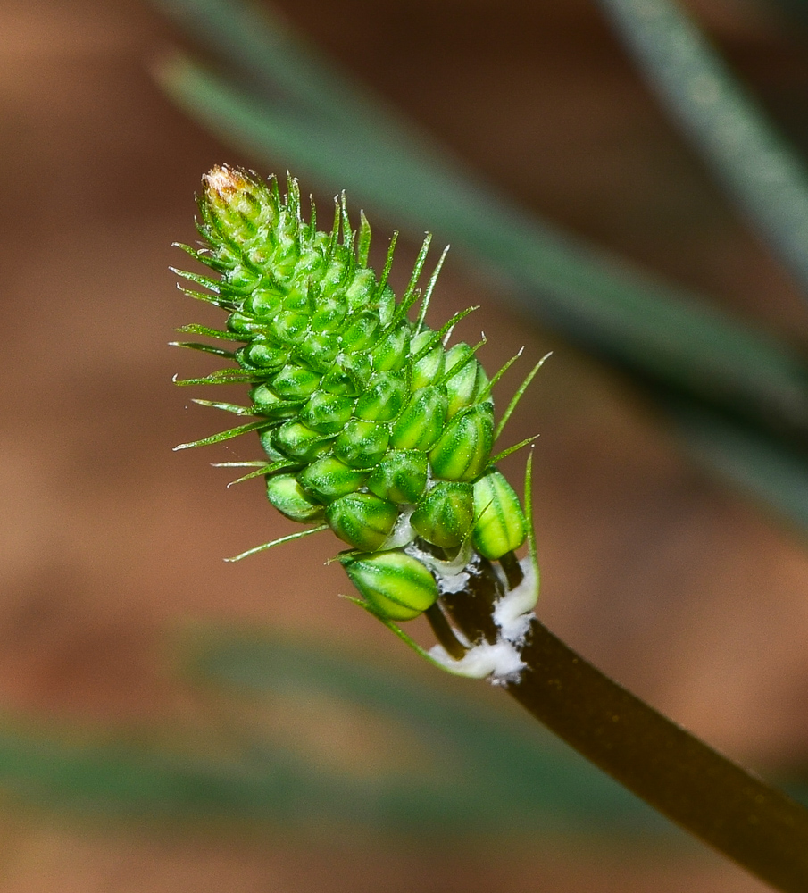 Image of Bulbine frutescens specimen.