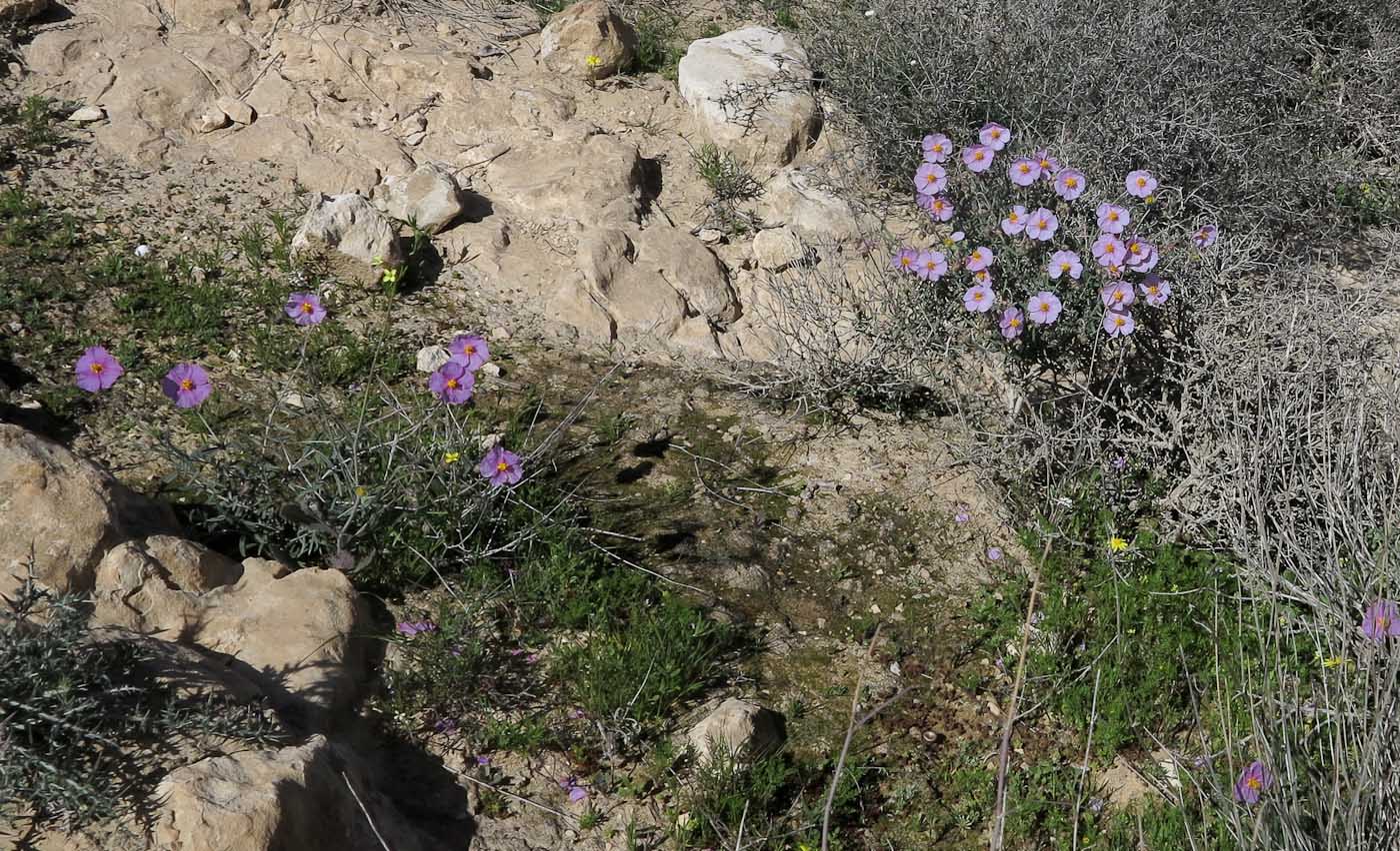 Изображение особи Helianthemum vesicarium.