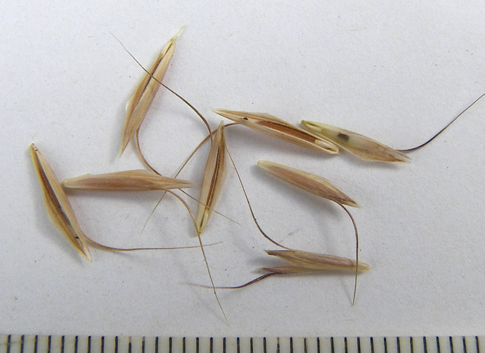 Image of Bromus japonicus specimen.